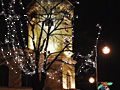 Oświetlone drzewo - Radomsko